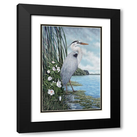 Great Blue Heron Black Modern Wood Framed Art Print with Double Matting by Harris, James