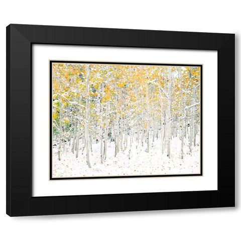 Quaking Aspens Black Modern Wood Framed Art Print with Double Matting by Lake, Shelley