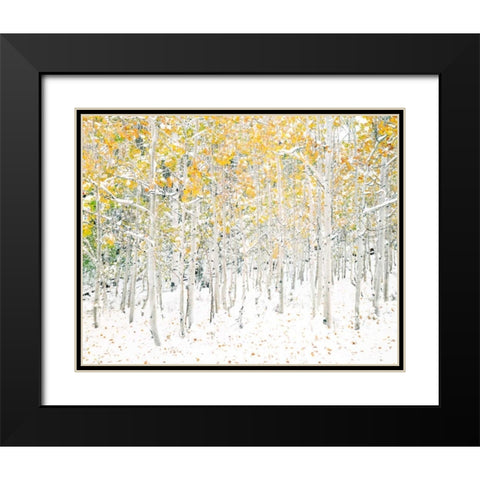 Quaking Aspens Black Modern Wood Framed Art Print with Double Matting by Lake, Shelley