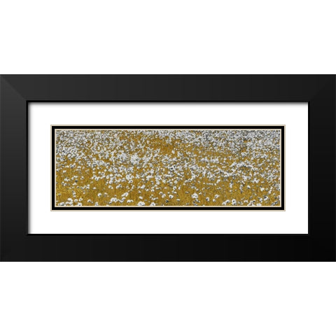 Fields of Gold Black Modern Wood Framed Art Print with Double Matting by Lake, Shelley