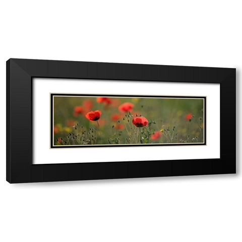 Soft Petals Black Modern Wood Framed Art Print with Double Matting by Lake, Shelley