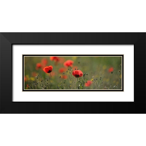 Soft Petals Black Modern Wood Framed Art Print with Double Matting by Lake, Shelley