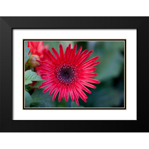 Golden Angle I Black Modern Wood Framed Art Print with Double Matting by Hakimipour-Ritter