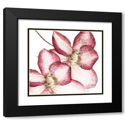Rouge Plum Flowers II Black Modern Wood Framed Art Print with Double Matting by Pinto, Patricia