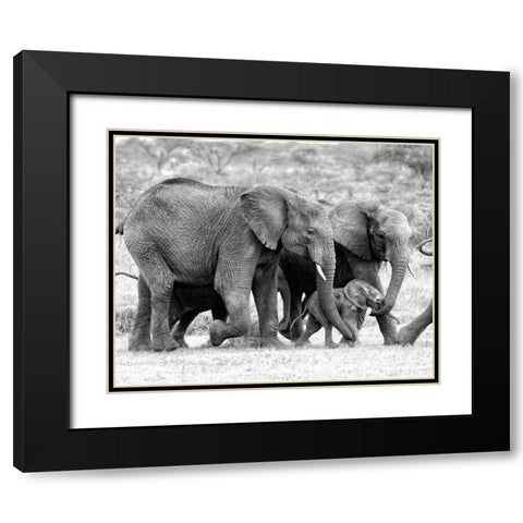 Elephant Family Black Modern Wood Framed Art Print with Double Matting by Farnsworth, Sarah