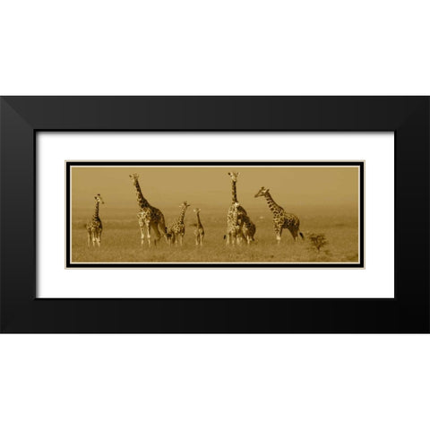 Giraffes Black Modern Wood Framed Art Print with Double Matting by Farnsworth, Sarah