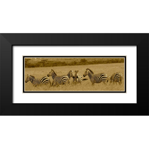 Zebras Black Modern Wood Framed Art Print with Double Matting by Farnsworth, Sarah