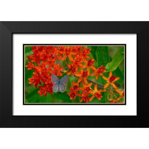 New Leaf Panel Black Modern Wood Framed Art Print with Double Matting by Pinto, Patricia