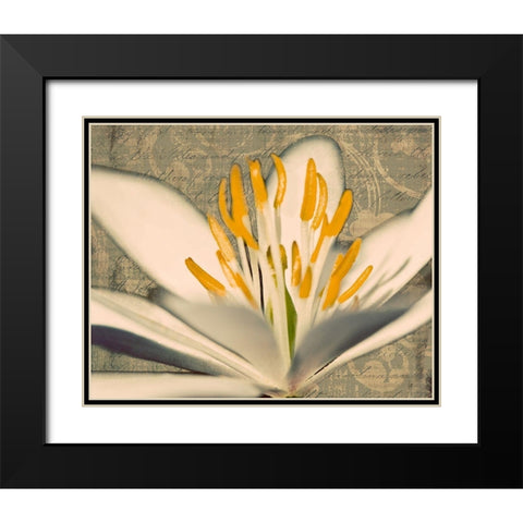 Puccoon on Damask I Black Modern Wood Framed Art Print with Double Matting by Mansfield, Kathy