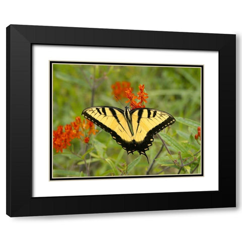 Black Yellow Butterfly I Black Modern Wood Framed Art Print with Double Matting by Mansfield, Kathy
