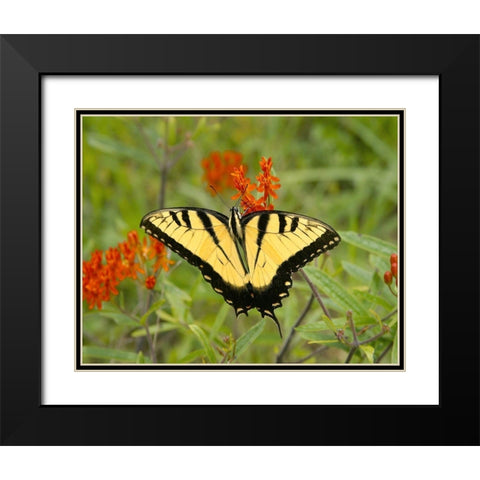 Black Yellow Butterfly I Black Modern Wood Framed Art Print with Double Matting by Mansfield, Kathy