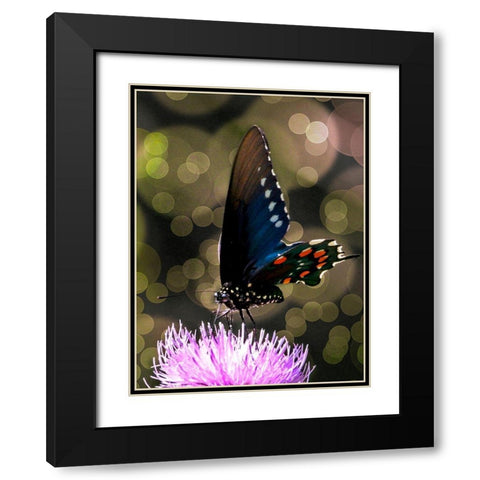 Butterfly Bokeh I Black Modern Wood Framed Art Print with Double Matting by Mansfield, Kathy