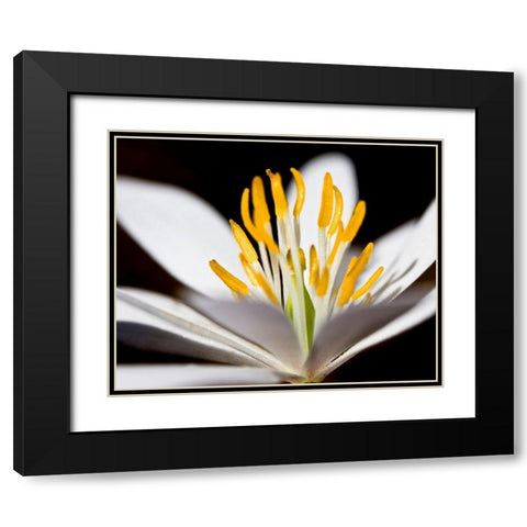 White Puccoon I Black Modern Wood Framed Art Print with Double Matting by Mansfield, Kathy