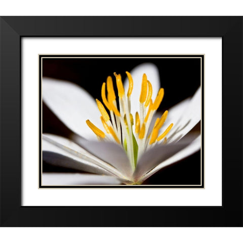 White Puccoon I Black Modern Wood Framed Art Print with Double Matting by Mansfield, Kathy