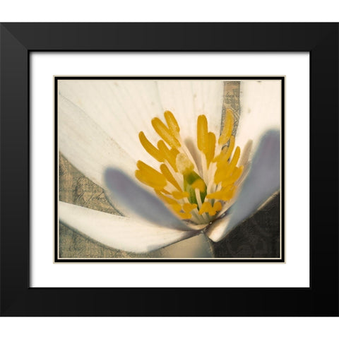 Puccoon on Damask II Black Modern Wood Framed Art Print with Double Matting by Mansfield, Kathy