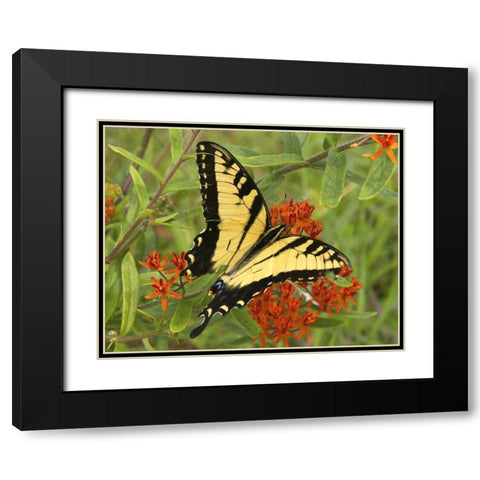 Black Yellow Butterfly II Black Modern Wood Framed Art Print with Double Matting by Mansfield, Kathy