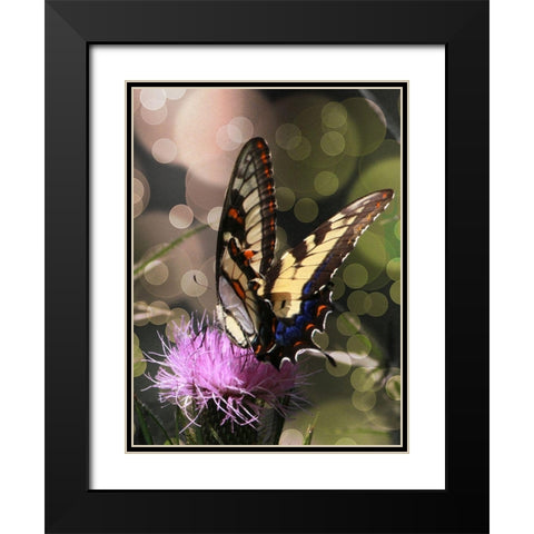 Butterfly Bokeh II Black Modern Wood Framed Art Print with Double Matting by Mansfield, Kathy