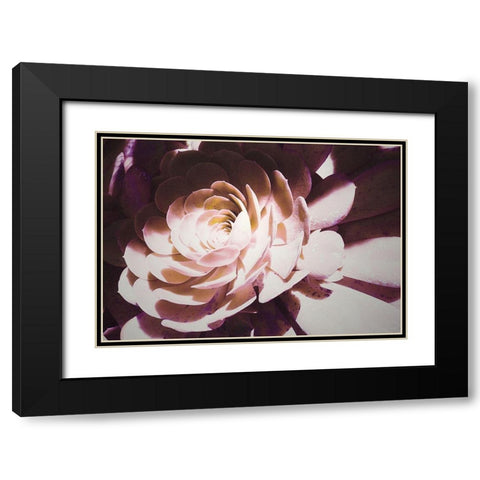 Beautiful Blushing Succulent Black Modern Wood Framed Art Print with Double Matting by Mansfield, Kathy