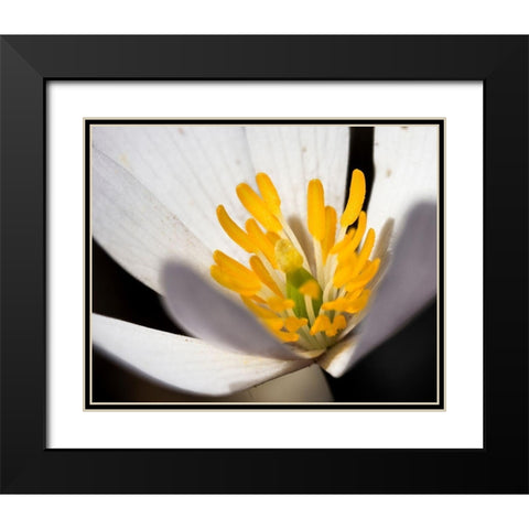 White Puccoon II Black Modern Wood Framed Art Print with Double Matting by Mansfield, Kathy