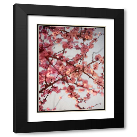 Cherry Blossoms I Black Modern Wood Framed Art Print with Double Matting by Bryant, Susan