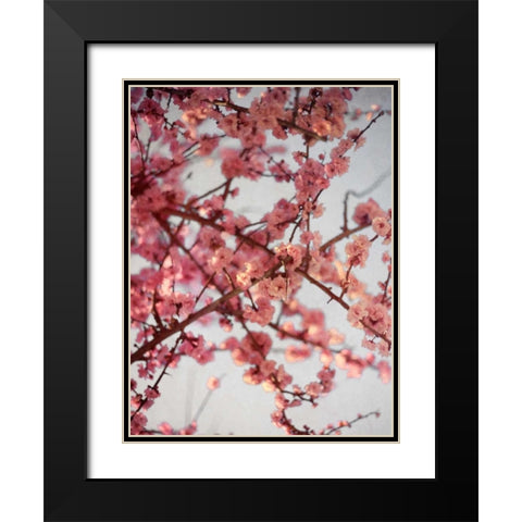 Cherry Blossoms I Black Modern Wood Framed Art Print with Double Matting by Bryant, Susan