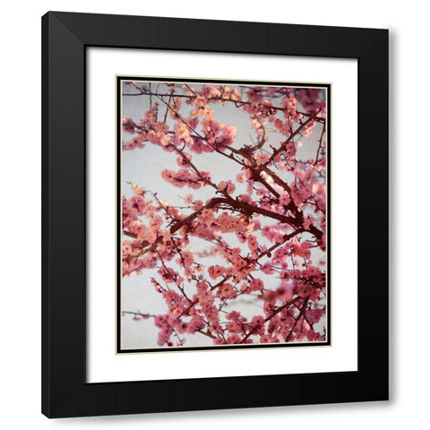 Cherry Blossoms II Black Modern Wood Framed Art Print with Double Matting by Bryant, Susan