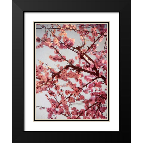 Cherry Blossoms II Black Modern Wood Framed Art Print with Double Matting by Bryant, Susan