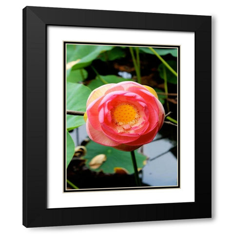 Red Lotus II Black Modern Wood Framed Art Print with Double Matting by Rodriguez, Jairo