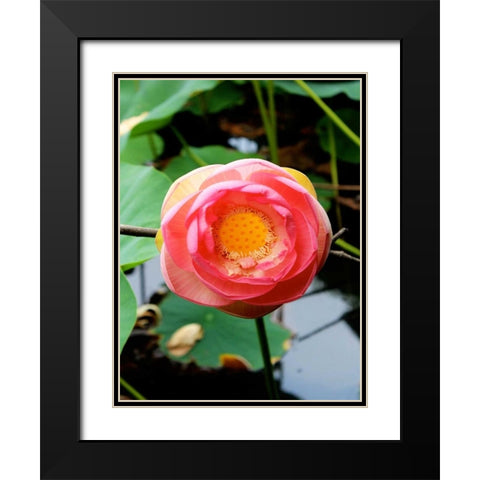 Red Lotus II Black Modern Wood Framed Art Print with Double Matting by Rodriguez, Jairo