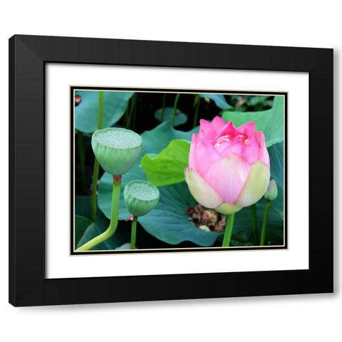 Purple Lotus I Black Modern Wood Framed Art Print with Double Matting by Rodriguez, Jairo