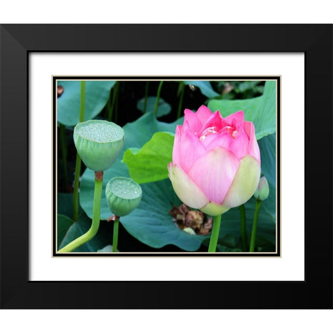 Purple Lotus I Black Modern Wood Framed Art Print with Double Matting by Rodriguez, Jairo