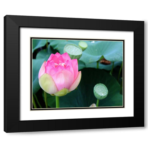 Purple Lotus II Black Modern Wood Framed Art Print with Double Matting by Rodriguez, Jairo