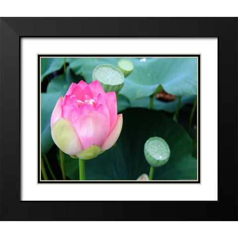 Purple Lotus II Black Modern Wood Framed Art Print with Double Matting by Rodriguez, Jairo