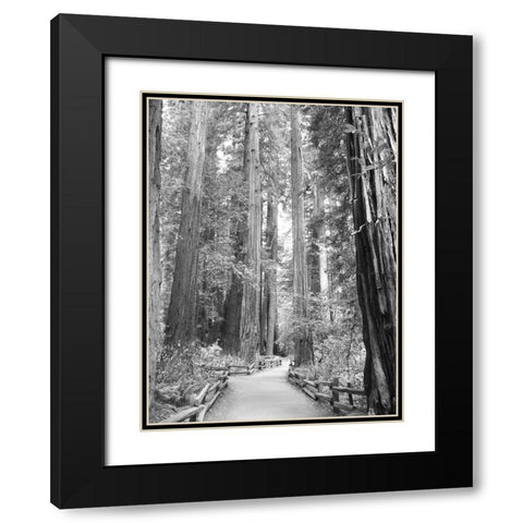 Tree Path I Black Modern Wood Framed Art Print with Double Matting by Mansfield, Kathy
