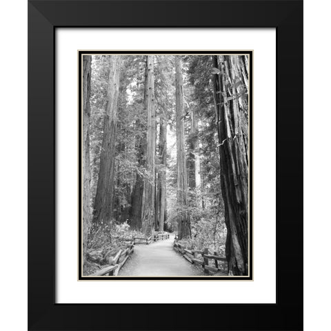 Tree Path I Black Modern Wood Framed Art Print with Double Matting by Mansfield, Kathy