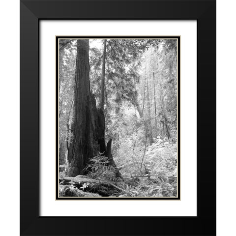 Tree Path II Black Modern Wood Framed Art Print with Double Matting by Mansfield, Kathy
