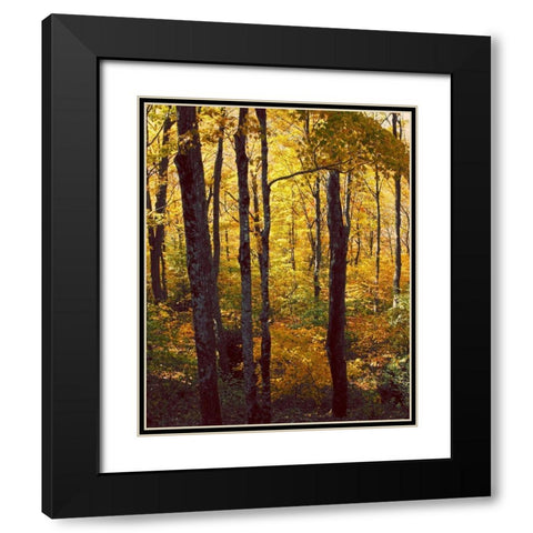 Sanctuary Woods I Black Modern Wood Framed Art Print with Double Matting by Mansfield, Kathy