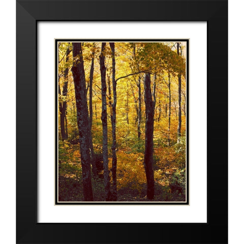Sanctuary Woods I Black Modern Wood Framed Art Print with Double Matting by Mansfield, Kathy