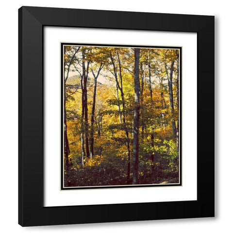 Sanctuary Woods II Black Modern Wood Framed Art Print with Double Matting by Mansfield, Kathy