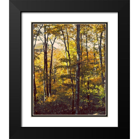 Sanctuary Woods II Black Modern Wood Framed Art Print with Double Matting by Mansfield, Kathy