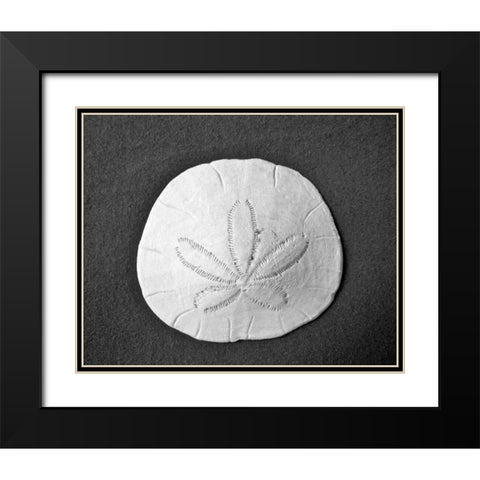 Sand Dollar II Black Modern Wood Framed Art Print with Double Matting by Rodriguez, Jairo