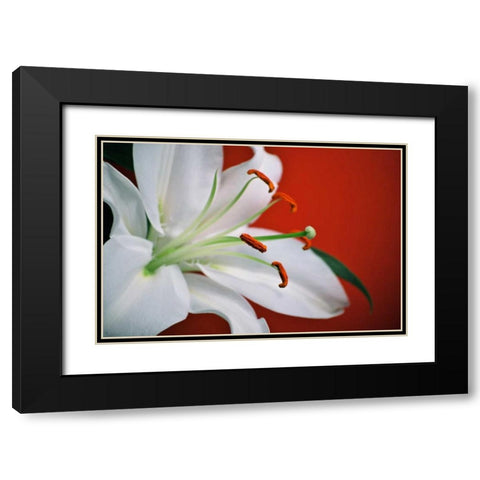 White Lily Black Modern Wood Framed Art Print with Double Matting by Peck, Gail