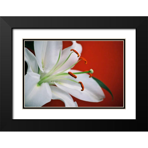 White Lily Black Modern Wood Framed Art Print with Double Matting by Peck, Gail