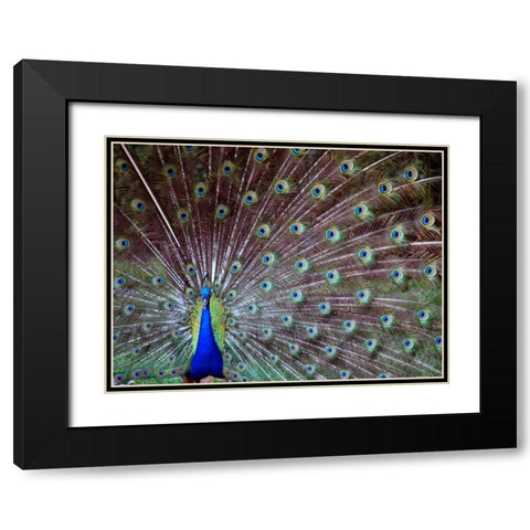 Wild Beauty I Black Modern Wood Framed Art Print with Double Matting by Peck, Gail