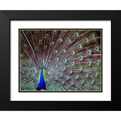 Wild Beauty I Black Modern Wood Framed Art Print with Double Matting by Peck, Gail