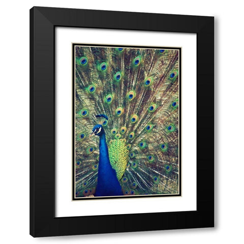 Royally Blue I Black Modern Wood Framed Art Print with Double Matting by Peck, Gail