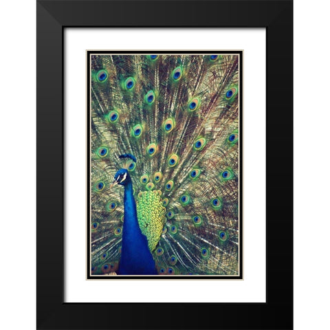 Royally Blue I Black Modern Wood Framed Art Print with Double Matting by Peck, Gail
