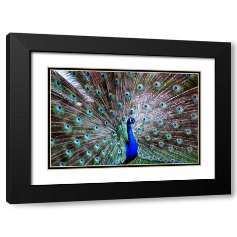 Wild Beauty II Black Modern Wood Framed Art Print with Double Matting by Peck, Gail