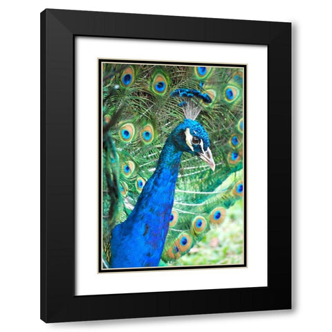 Royally Blue II Black Modern Wood Framed Art Print with Double Matting by Peck, Gail