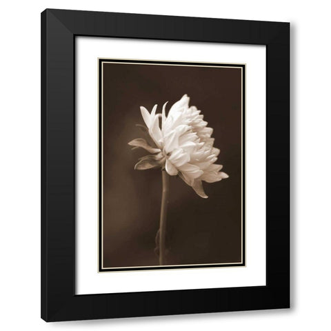 Sepia Flower I Black Modern Wood Framed Art Print with Double Matting by Peck, Gail